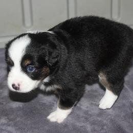 Girl 2 - female Miniature American Shepherd puppy in South El Monte, California from Red Moon Mini Aussies