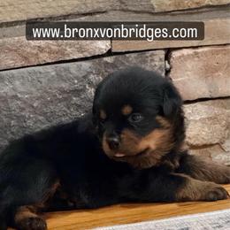 Boy 4 - Black and tan male Rottweiler puppy in Danieslville, Georgia from Bronx Von Bridges Rottweilers