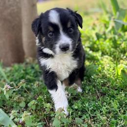 Oliver (ASDR and AKC) - Black tri male Miniature American Shepherd puppy in Stockton, Missouri from Kizmit Farmz