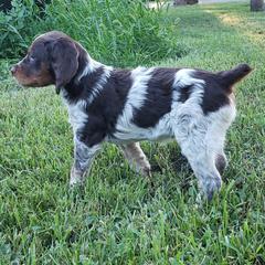 French Brittany Puppies from Dakota Point Kennel