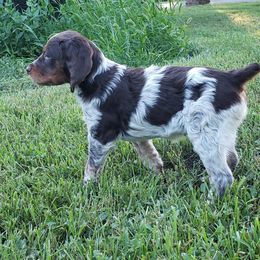 French Brittany Puppies from Dakota Point Kennel