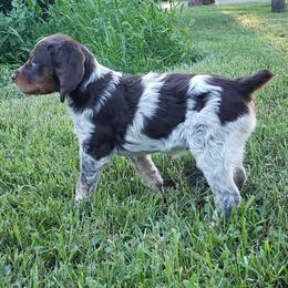 French Brittany Puppies from Dakota Point Kennel