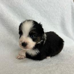 Johnny - Black tri-color male Australian Shepherd puppy in Beach City, Texas from Salt N Sass Aussies