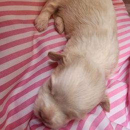 Havanese Puppies from Sweet Southern Havanese