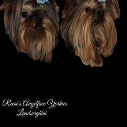 Yorkshire Terrier All Grown Up from Reese's Angelface Yorkies