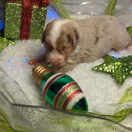Australian Shepherd Puppies from Firelight Australian Shepherds