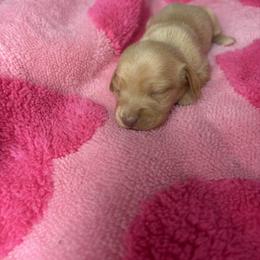 Maddie - Cream female Dachshund puppy in Lake City, Florida from My Ditzy Doxies of Florida