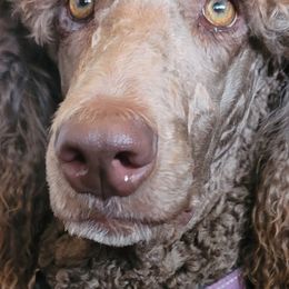 Aussiedoodles, Poodles, and Sheepadoodles from BellCoop Ranch