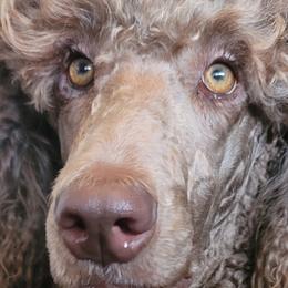 Aussiedoodles, Poodles, and Sheepadoodles from BellCoop Ranch