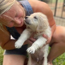 Golden Retriever Puppies from West Coast Cream Goldens
