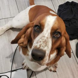 Basset Hounds from Seussorie of Puddle Pups