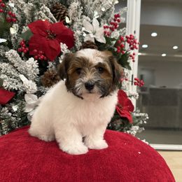 Bumble - White male Havapoo puppy in South Jordan, Utah from Lady Paws Puppies - Cassie