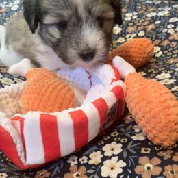 Coton de Tulear Puppies from Catawba Cotons