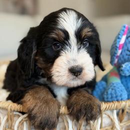 Zeus - Tri-color male Bernedoodle puppy in Yuciapa, California from AlltheDoodlez_