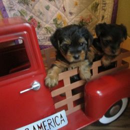 Yorkshire Terrier Puppies from K.I.S.S.