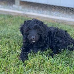 Goldendoodle Puppies from Thompson Creek Doodles
