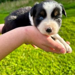 Tux - Black tri male Miniature Australian Shepherd puppy in Mount Carmel, Tennessee from Hill Top Mini Aussies