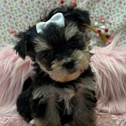 Amelia TEACUP - Black & tan tri-color female Morkie puppy in Monticello, Iowa from Ashley’s Puppies