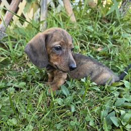 Blaze - Brindle male Dachshund puppy in Atwater, Ohio from Ivy Willow Dachshunds