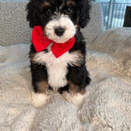 Red - Tri-color male Bernedoodle puppy in Curtice, Ohio from The Pink Doghouse