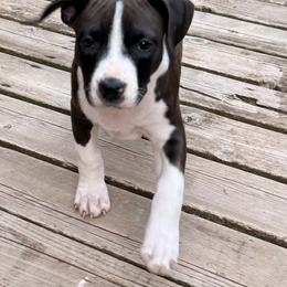 Female 4 - Black female American Staffordshire Terrier puppy in Spring Branch, Texas from Bold & Beautiful Amstaffs