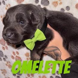 Omelette - Blue male German Shepherd puppy in Fort Jennings, Ohio from Von Holtzapple German shepherds