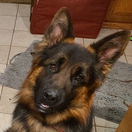 Lance - German Shepherd