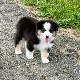 Jenny - Black tri female Miniature American Shepherd puppy in Hillsboro, Kentucky from Kidd’s Miniature American Shepherds