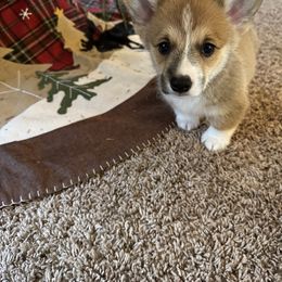 Gray - Pembroke Welsh Corgi puppy in Tampa, Florida from Everglade Corgis