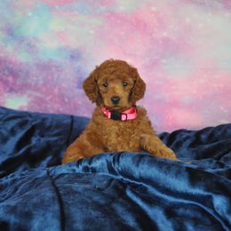 Poodle Puppies from Moyen Majestic Embrace