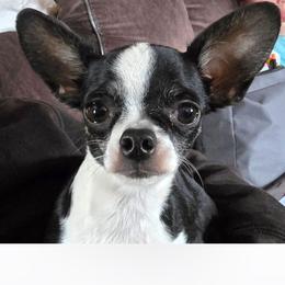 Poppy - Chihuahua