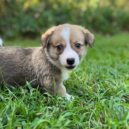 Arcadia - Red and white male American Corgi puppy in Hope, Arkansas from Foxy Knoll Farm