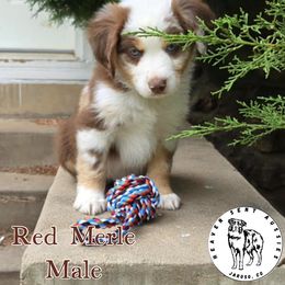 Atlas - Red merle male Miniature Australian Shepherd puppy in Jaroso, Colorado from Heaven Sent Aussies
