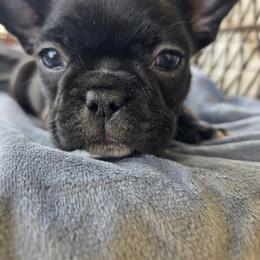 Bella - Brindle and white female French Bulldog puppy in Newalla, Oklahoma from Fuzzy Angels