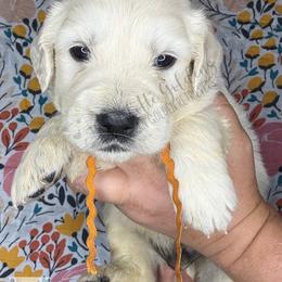 Talon (orange) - Light golden male Golden Retriever puppy in Argyle, Texas from Skarlotte Goldens, LLC