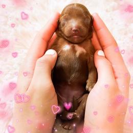 Sunday - Red  female Goldendoodle puppy in Kissimmee, Florida from Poodle Doodle Kennels