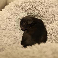 Girl 2 - Black and white female Mal-Shi puppy in Sacramento, California from FurKids