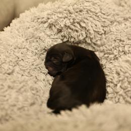 Girl 2 - Black and white female Mal-Shi puppy in Sacramento, California from FurKids