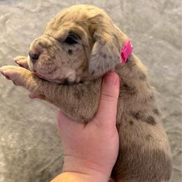 Pink collar - Merle female Great Dane puppy in Tyler, Texas from Blessed By Danes