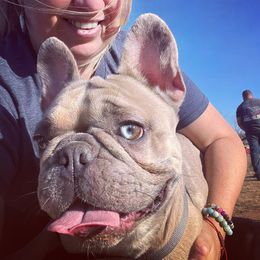 Chanel - French Bulldog