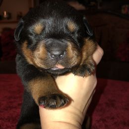 Rottweiler Puppies from RoyaLuxe K9