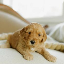 Marcia - Red  female Goldendoodle puppy in Hiddenite, North Carolina from Rose and Reid Doodles