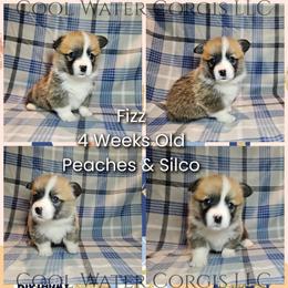 Fizz - Red male Pembroke Welsh Corgi puppy in Kiowa, Colorado from Cool Water Corgis LLC