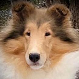 Collie puppies from Caroline Jones