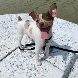 Rat Terrier Puppies from CaliRats Rat Terriers