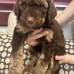 Oden - Brown Bernedoodle puppy in Chandler, Arizona from Bernedoodle Lovers