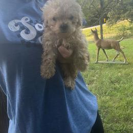 Biscuit - Cream male Poodle puppy in Yellville, Arkansas from Ozark Mountain Doodles & Pugs