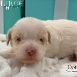 Dottie - Gold and white female Shorkie puppy in Scottsdale, Arizona from Lil Luxe Pups