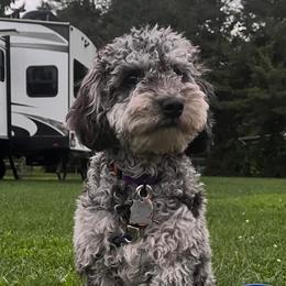 Otis - Cockapoo