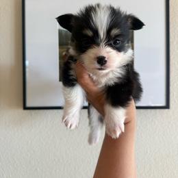 Waylon - Black and tan male Pembroke Welsh Corgi puppy in Red Bluff, California from Wilder Ranch Corgis